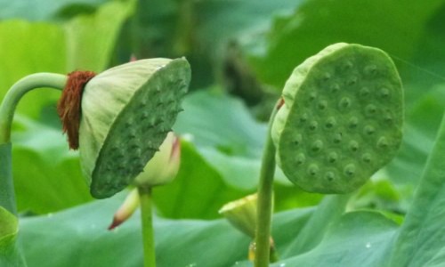 决明子茶功效作用与主治-决明籽的功效和作用网 :分享决明子胶囊的功效与作用-决明孑的功效与作用知识